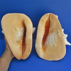 2 pc lot 9" Yellow Helmet - $31