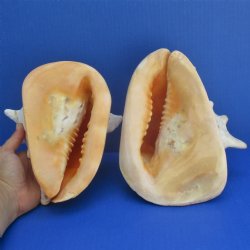 2 pc lot 7-8" Yellow Helmet - $25