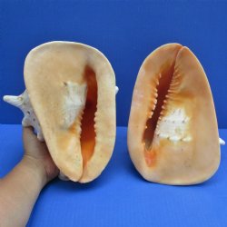 2 pc lot 9" Yellow Helmet - $31