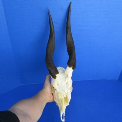 B-Grade Bushbuck Skull with 12-13" Horns - $42