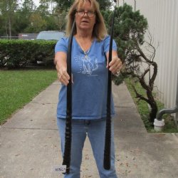 35" and 36" Polished Gemsbok Horns, 2 piece lot - $46