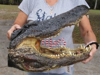 Alligator Heads - Alligator Head