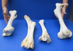 Genuine 4 piece buffalo leg bone set for sale $39/set