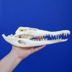 11-1/4" A-Grade Nile Crocodile Skull (Cites #084969) - $95