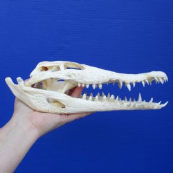 11-3/4" B-Grade Nile Crocodile Skull (Cites #084969) - $75