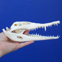 8-1/2" A-Grade Nile Crocodile Skull (Cites #084969) - $80