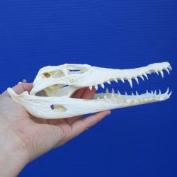 8" A-Grade Nile Crocodile Skull (Cites #084969) - $80