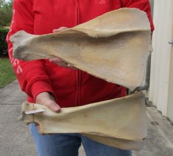 2 piece lot of Real Water Buffalo Shoulder Blade Bones measuring 14 inches - Buy now for <font color=red>Special Price </font> $20