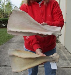 Buy this Authentic 2 piece lot of Water Buffalo Shoulder Blade Bones measuring 16 inches - <font color=red>Special Price </font> $20