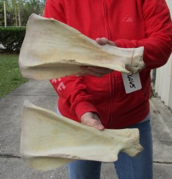 Authentic 2 piece lot of Water Buffalo Shoulder Blade Bones measuring 13 and 14 inches - <font color=red>Special Price </font> $20