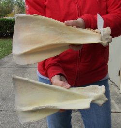 Authentic 2 piece lot of Water Buffalo Shoulder Blade Bones measuring 13 and 14 inches - <font color=red>Special Price </font> $20