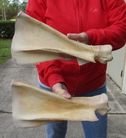 Buy this Authentic 2 piece lot of Water Buffalo Shoulder Blade Bones measuring 13 and 14 inches - <font color=red>Special Price </font> $20