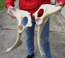 2 piece lot of real Water Buffalo hip bones-half 19 & 17 inches - Buy now for <font color=red>Special Price </font> $20