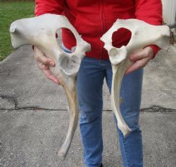 2 piece lot of Authentic Water Buffalo hip bones-half 16 & 19 inches - Buy now for <font color=red>Special Price </font> $20