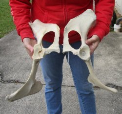 2 piece lot of real Water Buffalo hip bones-half 17 & 18 inches - Buy now for <font color=red>Special Price </font> $20
