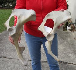 Authentic 2 piece lot of Water Buffalo Hip Bones-Half 17 & 18 inches - <font color=red>Special Price </font> $20