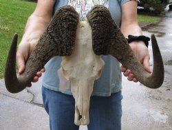 B-Grade, Male, African Black Wildebeest Skull with 19" Horn Spread - $85