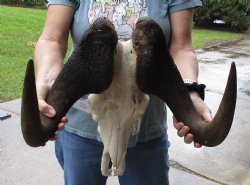 B-Grade, Male, African Black Wildebeest Skull with 19" Horn Spread - $85