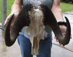 B-Grade Wholesale African Black Wildebeest Skulls and Horns 16 inches wide and over - <font color=red> *Sale*</font> 2 pc @ $65 each 