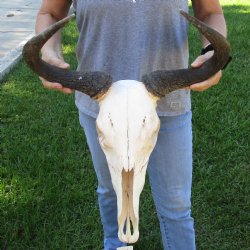 B-Grade African Blue Wildebeest Skull with 19" Horn Spread - $60