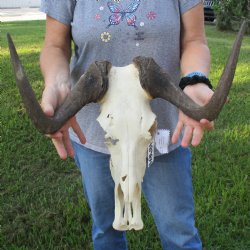 C-Grade, Female, Black Wildebeest Skull with 17" Horn Spread - $50