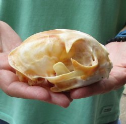 Buy this B-Grade Bobcat Skull measuring 4-3/4 x 3-1/2 inches for $49