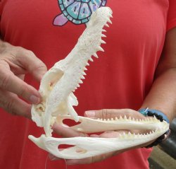 B-Grade Florida Alligator Skull 7-1/2 inches