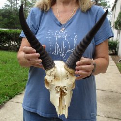 B-Grade 9" Common Reedbuck Skull with 12" Horns - $45