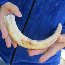 B-Grade 10" Ivory Tusk from African Warthog - $29