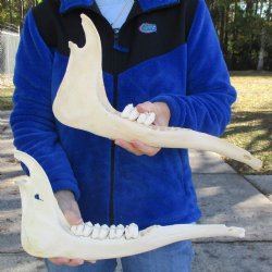 2 pieces of Giraffe Jaw Bone - $90