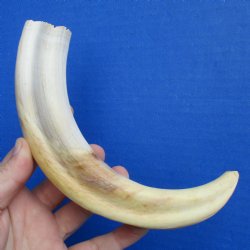 9" Ivory Tusk from African Warthog - $32