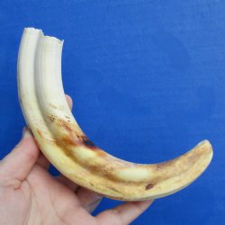 9" Ivory Tusk from African Warthog - $32