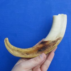 9" Ivory Tusk from African Warthog - $32