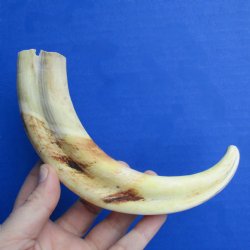 9" Ivory Tusk from African Warthog - $32