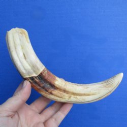 9" Ivory Tusk from African Warthog - $32