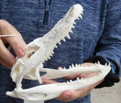 Real Florida Alligator Skull 7-3/4 inches