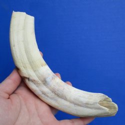 B-Grade 9" Ivory Tusk from African Warthog - $18