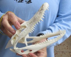 Buy Now this B-Grade Real Florida Alligator Skull, 8 inches for sale $50
