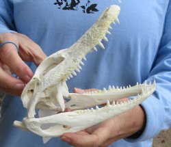 Buy Now this B-Grade Real Florida Alligator Skull, 7-3/4 inches for sale $50
