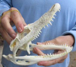 Buy Now this B-Grade Real Florida Alligator Skull, 7-1/2 inches for sale $50