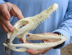 Buy Now this B-Grade Real Florida Alligator Skull, 8 inches for sale $40