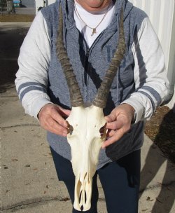 C-Grade 12-1/4" Female Blesbok Skull with 13-3/4" Horns - $42