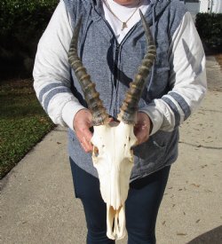C-Grade 11-3/4" Male Blesbok Skull with 13-3/4" Horns - $42