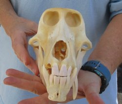 Craft Grade 8-3/4" Male Chacma Baboon Skull for Sale (CITES# P-000023748) for $195