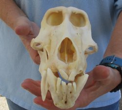 B-Grade 9-1/4" Male Chacma Baboon Skull for Sale (CITES# P-000023748) for $225