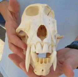 Craft Grade 8-1/2" Male Chacma Baboon Skull for Sale (CITES# P-000023748) for $195