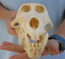 B-Grade 9-1/4" Male Chacma Baboon Skull for Sale (CITES# P-000023748) for $185