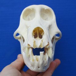 B-Grade 6-3/4" Female Baboon Skull - $130 (CITES P-000023748)