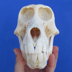 B-Grade 6-1/4" Sub-Adult Baboon Skull - $115 (CITES P-000023748)