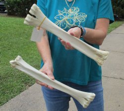 Buy this 2 pc lot of Camel leg bones measuring 15 and 16 inches for $40/lot